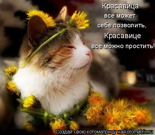 Красавица все может себе позволить, Красавице все можно простить!... Котоматрица: Красавица все может себе позволить, Красавице все можно простить!