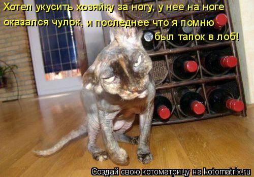 Хотел укусить хозяйку за ногу, у нее на ноге оказался чулок, и последнее что я помню был тапок в ло... Котоматрица: Хотел укусить хозяйку за ногу, у нее на ноге оказался чулок, и последнее что я помню был тапок в лоб!