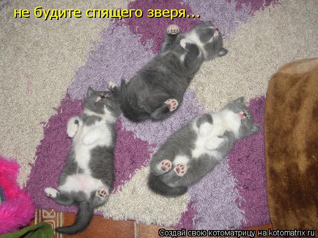не будите спящего зверя...... Котоматрица: не будите спящего зверя...