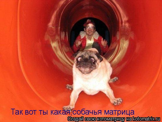 Так вот ты какая,собачья матрица... Котоматрица: Так вот ты какая,собачья матрица