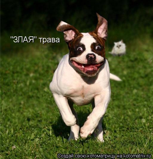 "ЗЛАЯ" трава... Котоматрица: "ЗЛАЯ" трава