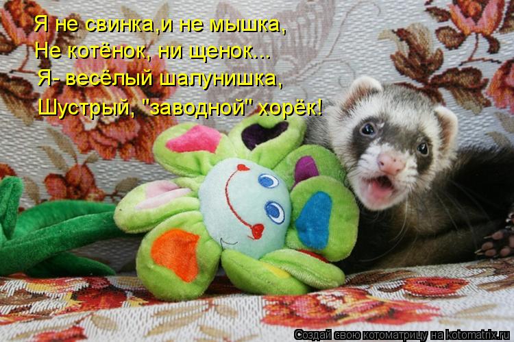 Я не свинка,и не мышка, Не котёнок, ни щенок... Я- весёлый шалунишка, Шустрый, "заводной" хорёк!... Котоматрица: Я не свинка,и не мышка, Не котёнок, ни щенок... Я- весёлый шалунишка, Шустрый, "заводной" хорёк!