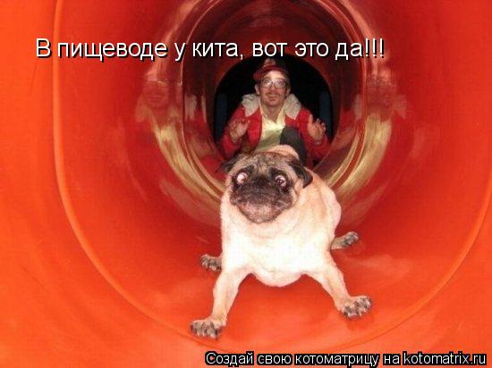 В пищеводе у кита, вот это да!!!... Котоматрица: В пищеводе у кита, вот это да!!!