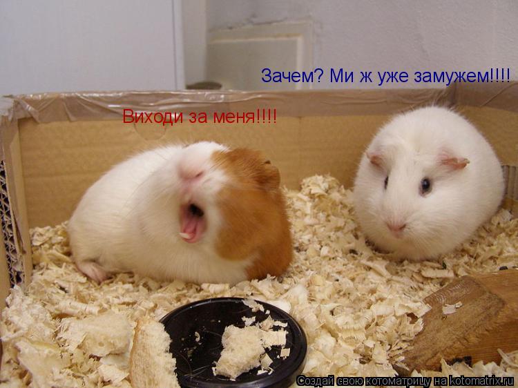 Виходи за меня!!!! Зачем? Ми ж уже замужем!!!!... Котоматрица: Виходи за меня!!!! Зачем? Ми ж уже замужем!!!!