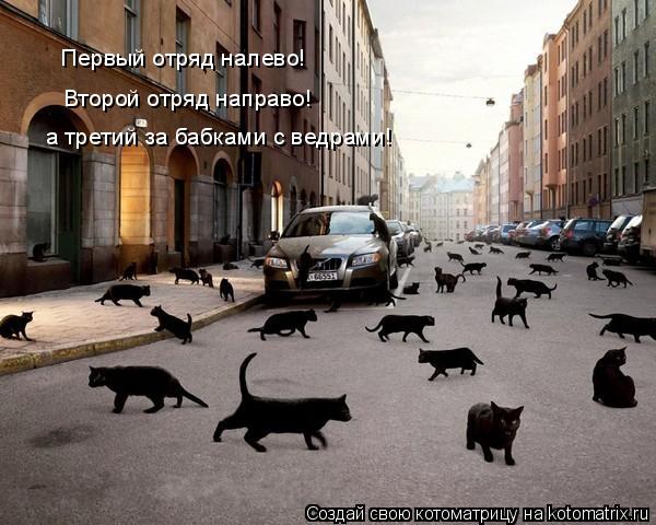 Первый отряд налево! Первый отряд налево! Второй отряд направо! а третий за бабками с ведрами!... Котоматрица: Первый отряд налево! Первый отряд налево! Второй отряд направо! а третий за бабками с ведрами!