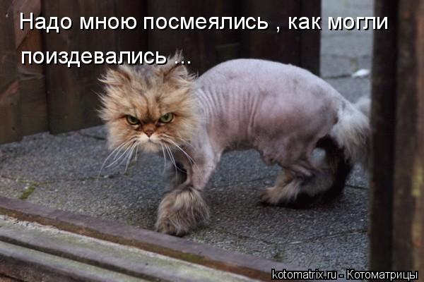 Надо мною посмеялись , как могли поиздевались ...... Котоматрица: Надо мною посмеялись , как могли поиздевались ...