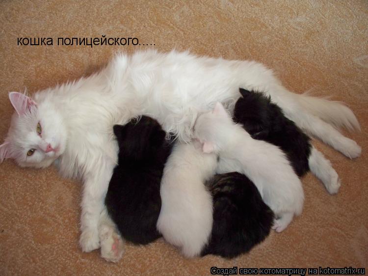 кошка полицейского........ Котоматрица: кошка полицейского.....