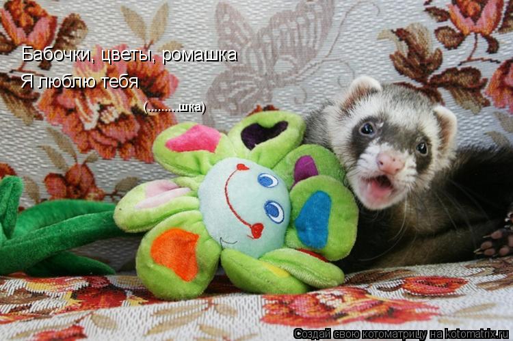 Бабочки, цветы, ромашка Я люблю тебя (.........шка)... Котоматрица: Бабочки, цветы, ромашка Я люблю тебя (.........шка)