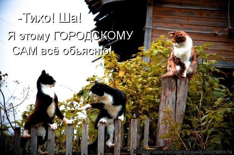 Котоматрица: -Тихо! Ша! Я этому ГОРОДСКОМУ САМ всё обьясню!