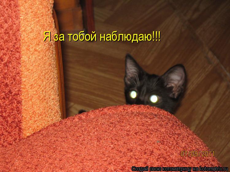 Я за тобой наблюдаю!!!... Котоматрица: Я за тобой наблюдаю!!!