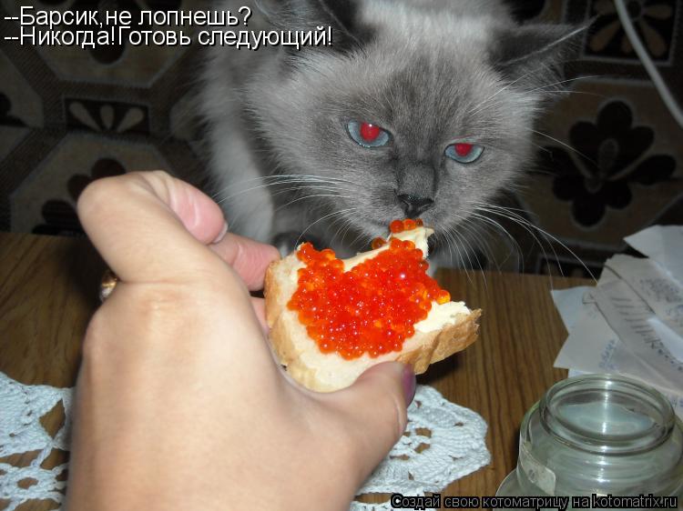 --Барсик,не лопнешь? --Никогда!Готовь следующий!... Котоматрица: --Барсик,не лопнешь? --Никогда!Готовь следующий!