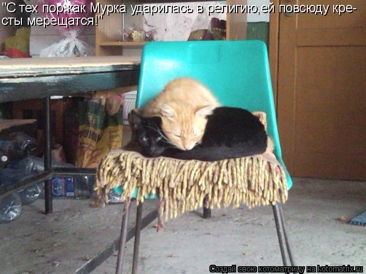 Котоматрица: "С тех пор,как Мурка ударилась в религию,ей повсюду кре- сты мерещатся!"