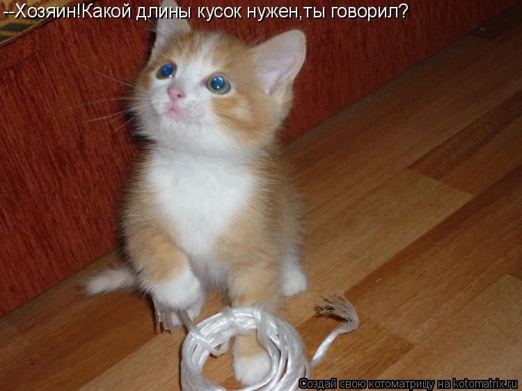 Котоматрица: --Хозяин!Какой длины кусок нужен,ты говорил?