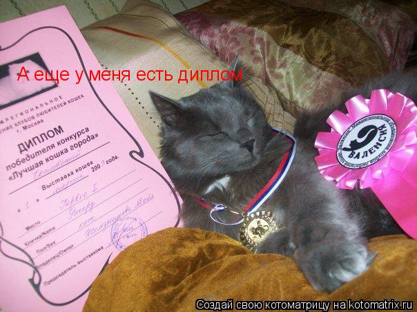 Котоматрица: А еще у меня есть диплом