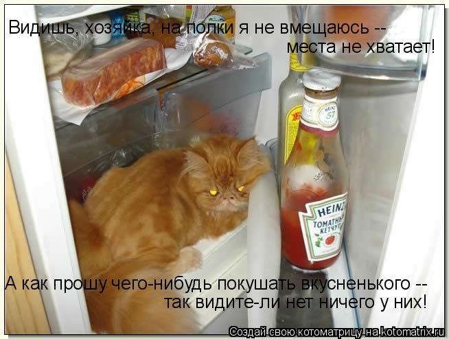 Котоматрица: Видишь, хозяйка, на полки я не вмещаюсь --  места не хватает! А как прошу чего-нибудь покушать вкусненького --  так видите-ли нет ничего у них!