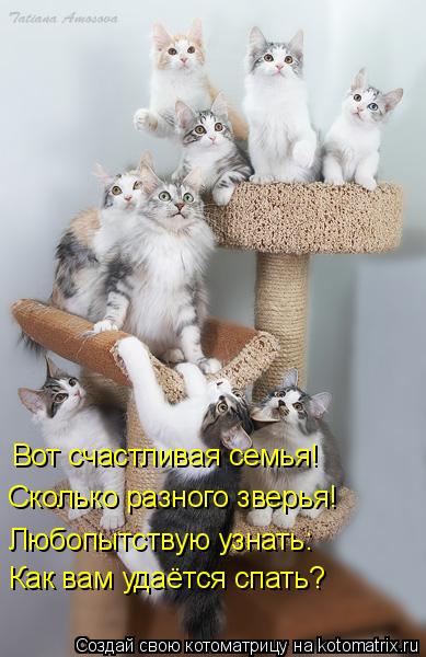 Котоматрица: Вот счастливая семья! Сколько разного зверья! Любопытствую узнать: Как вам удаётся спать?