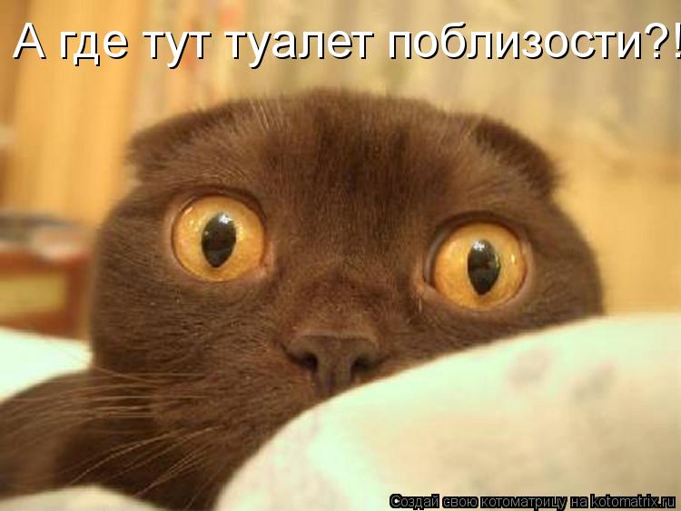 Котоматрица: А где тут туалет поблизости?!