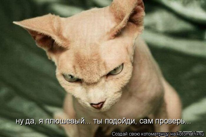 Котоматрица: ну да, я плюшевый... ты подойди, сам проверь...