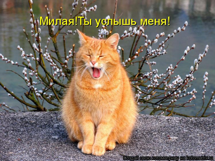 Котоматрица: Милая!Ты услышь меня!