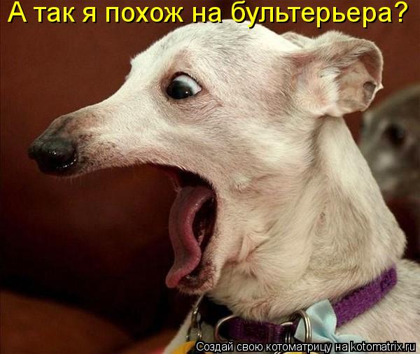 Котоматрица: А так я похож на бультерьера?