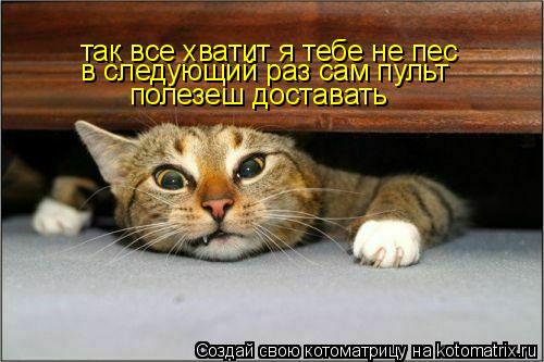 Котоматрица: так все хватит я тебе не пес  в следующий раз сам пульт  полезеш доставать