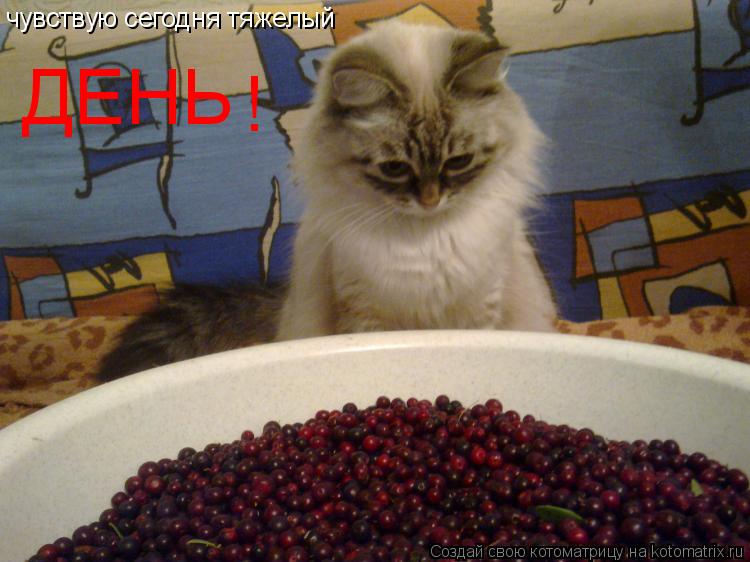 Котоматрица: чувствую сегодня тяжелый ДЕНЬ !
