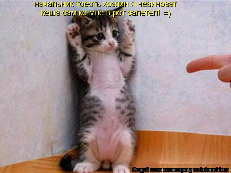 Котоматрица: начальник тоесть хозяин я невиноват кеша сам ко мне в рот залетел! =)