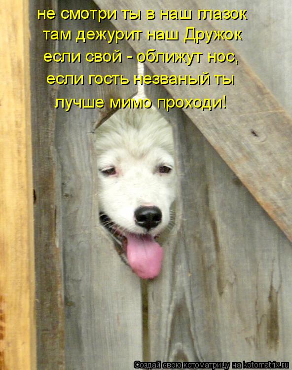 Котоматрица: не смотри ты в наш глазок там дежурит наш Дружок если свой - оближут нос, если гость незваный ты лучше мимо проходи!