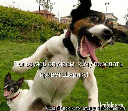 Котоматрица: Пользуясь случаем, хочу передать  привет Шарику!
