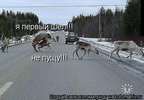 Котоматрица: я первый шёл!!! не пущу!!!