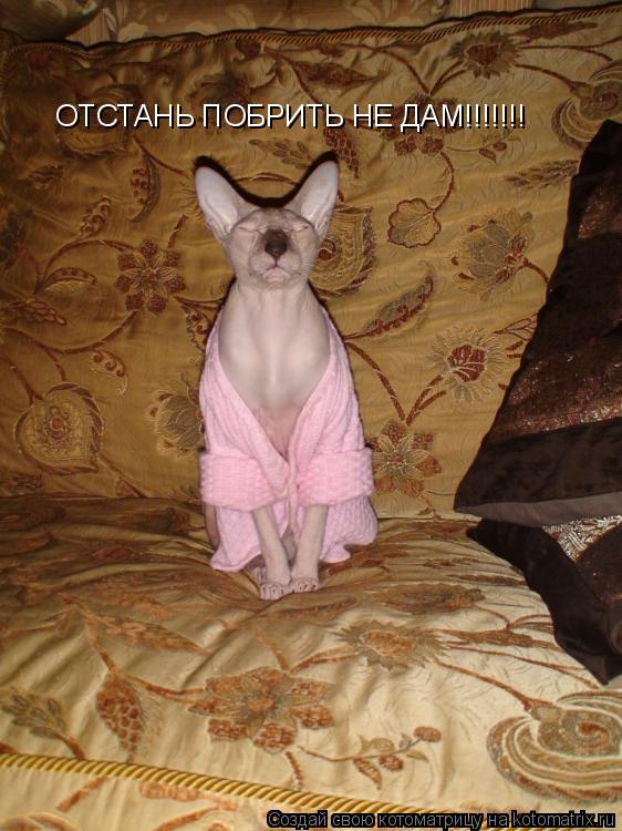 Котоматрица: ОТСТАНЬ ПОБРИТЬ НЕ ДАМ!!!!!!!