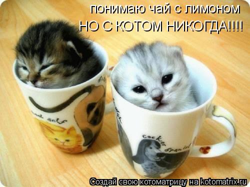 Котоматрица: понимаю чай с лимоном НО С КОТОМ НИКОГДА!!!!