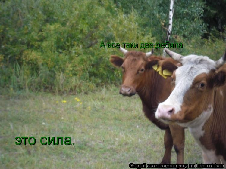 Котоматрица: А все таки два дебила  А все таки два дебила  это сила.