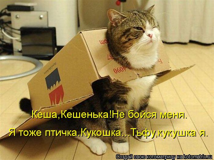 Кеша,Кешенька!Не бойся меня. Я тоже птичка.Кукошка...Тьфу,кукушка я.... Котоматрица: Кеша,Кешенька!Не бойся меня. Я тоже птичка.Кукошка...Тьфу,кукушка я.