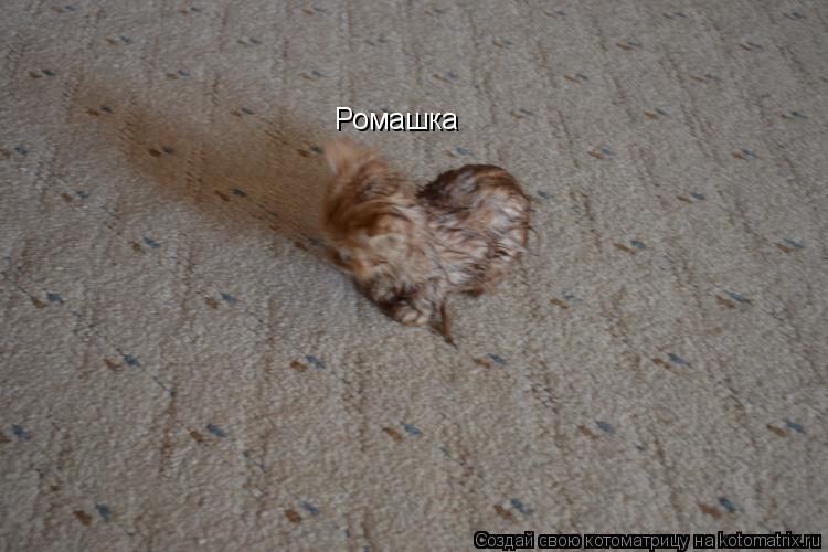 Котоматрица: Ромашка