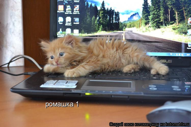 Котоматрица: ромашка 1
