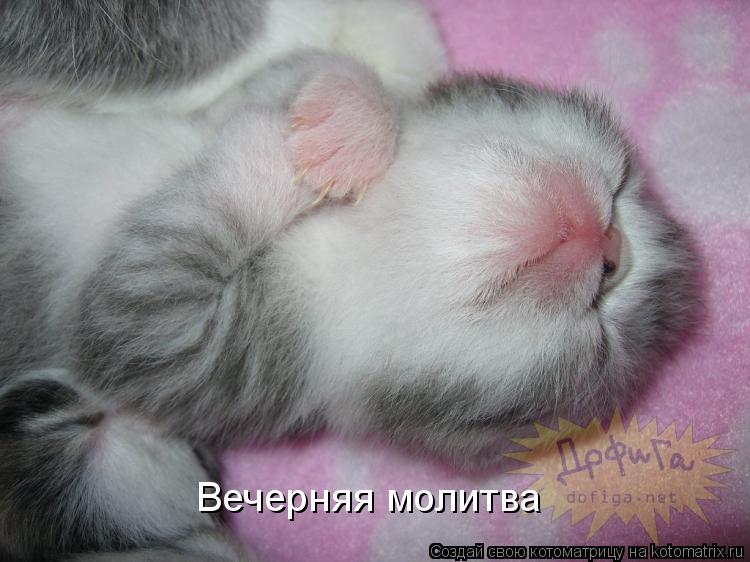 Котоматрица: Вечерняя молитва