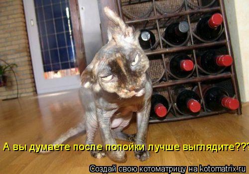 Котоматрица: А вы думаете после попойки лучше выглядите???