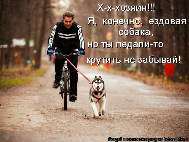 но ты педали-то крутить не забывай! Я, конечно, ездовая собака, Х-х-хозяин!!!... Котоматрица: но ты педали-то крутить не забывай! Я, конечно, ездовая собака, Х-х-хозяин!!!