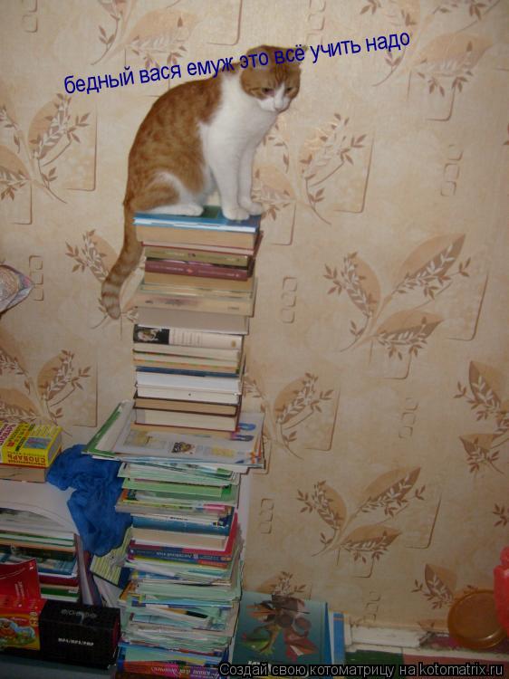 Котоматрица: бедный вася емуж это всё учить надо