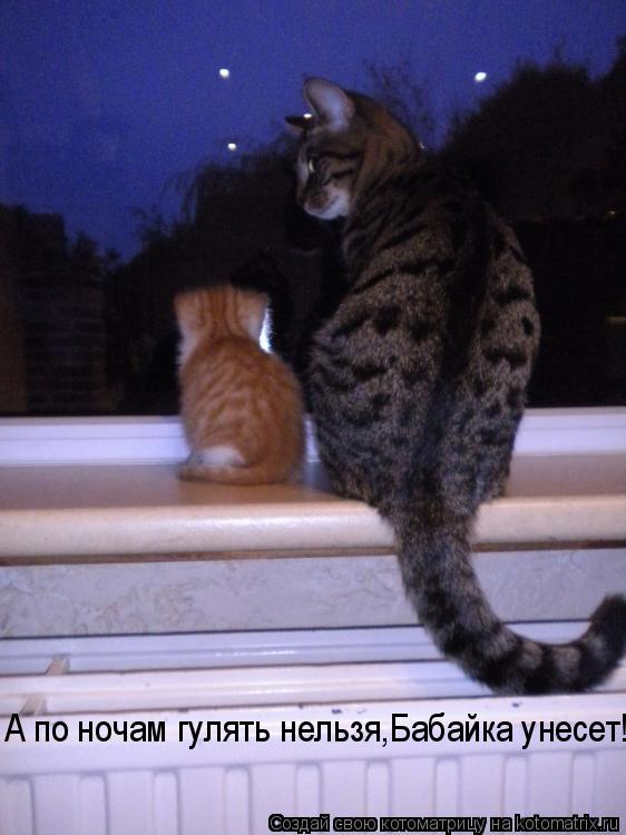 Котоматрица: А по ночам гулять нельзя,Бабайка унесет!