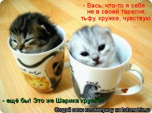 - Вась, что-то я себя не в своей тарелке, тьфу, кружке, чувствую - ещё бы! Это же Шарика кружка!... Котоматрица: - Вась, что-то я себя не в своей тарелке, тьфу, кружке, чувствую - ещё бы! Это же Шарика кружка!