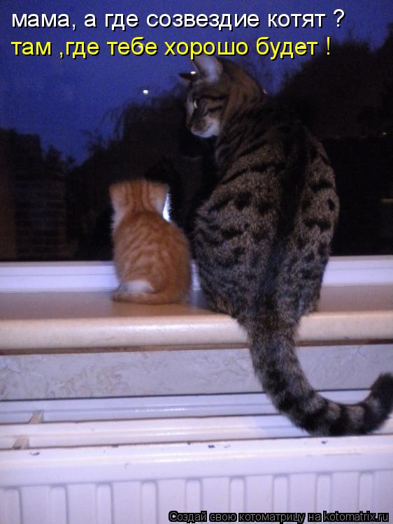 Котоматрица: мама, а где созвездие котят ? там ,где тебе хорошо будет !