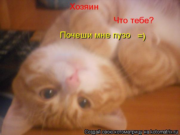 Котоматрица: Хозяин Что тебе? Почеши мне пузо =)