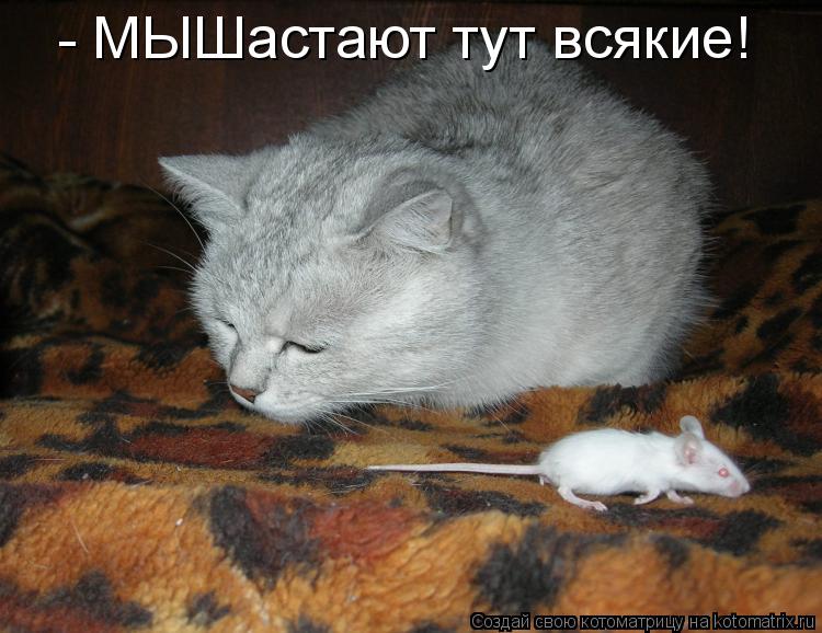- МЫШастают тут всякие!... Котоматрица: - МЫШастают тут всякие!