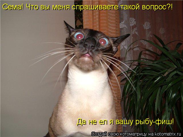 Котоматрица: Сема! Что вы меня спрашиваете такой вопрос?! Да не ел я вашу рыбу-фиш!