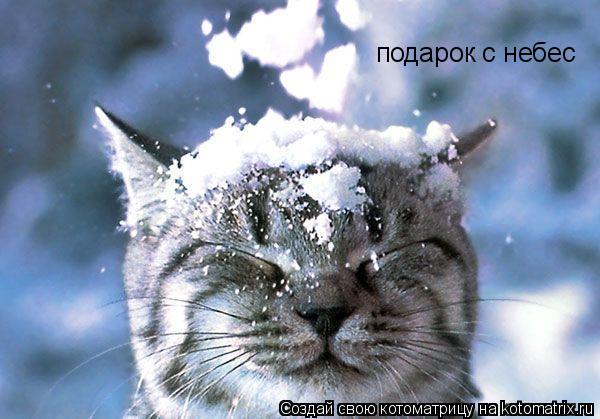Котоматрица: подарок с небес