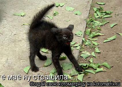 ё маё ну страшила... Котоматрица: ё маё ну страшила