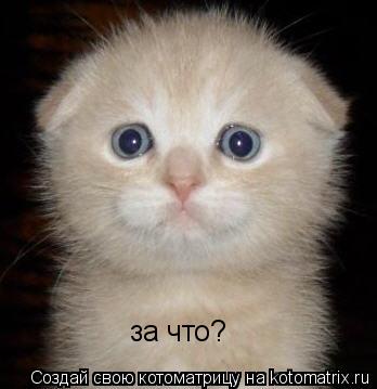 за что?... Котоматрица: за что?