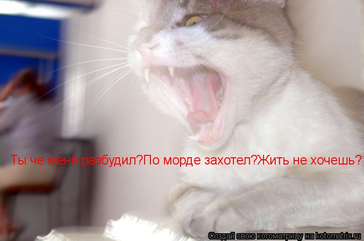 Ты че меня разбудил?По морде захотел?Жить не хочешь?... Котоматрица: Ты че меня разбудил?По морде захотел?Жить не хочешь?
